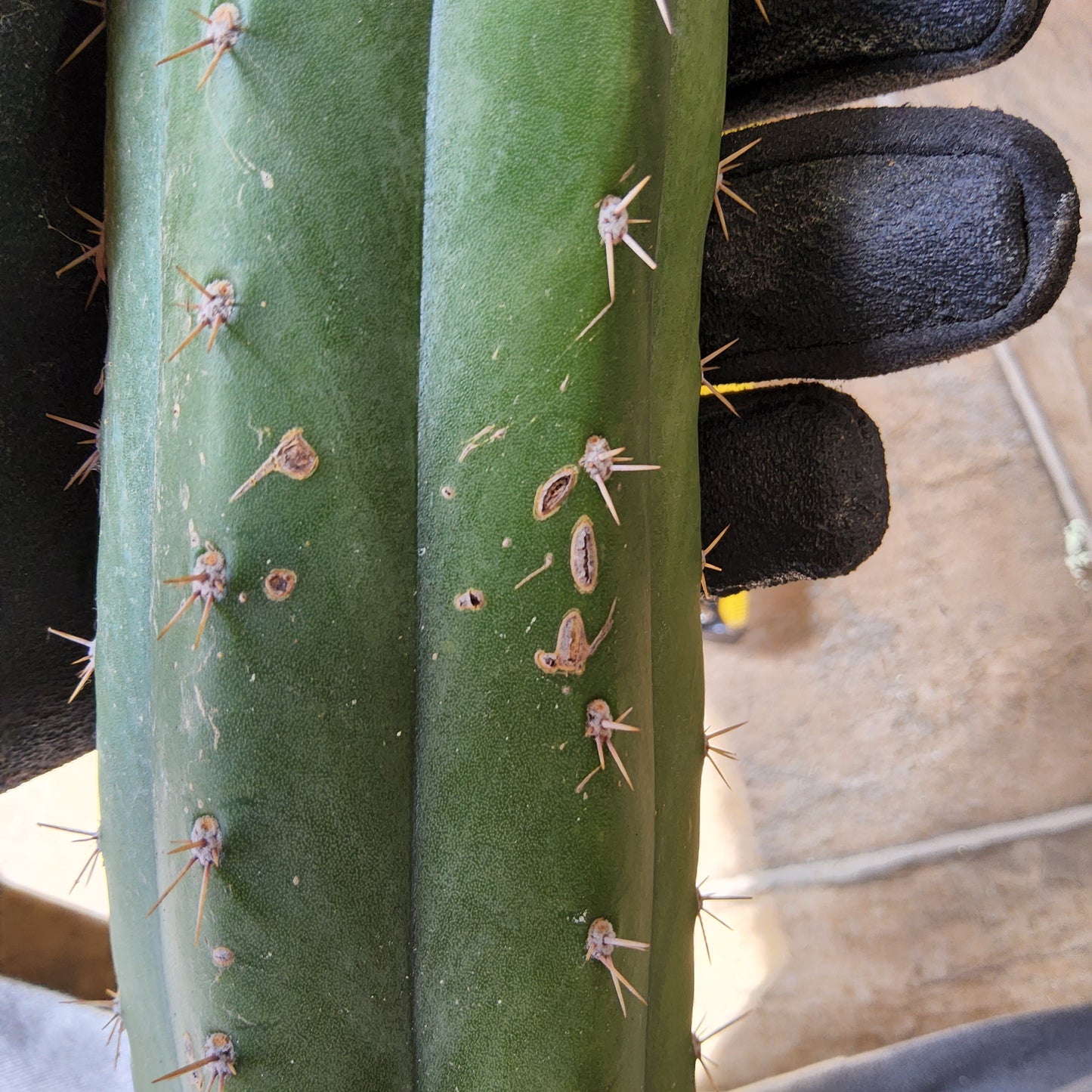 T. 'DAFQ' Cactus Cutting