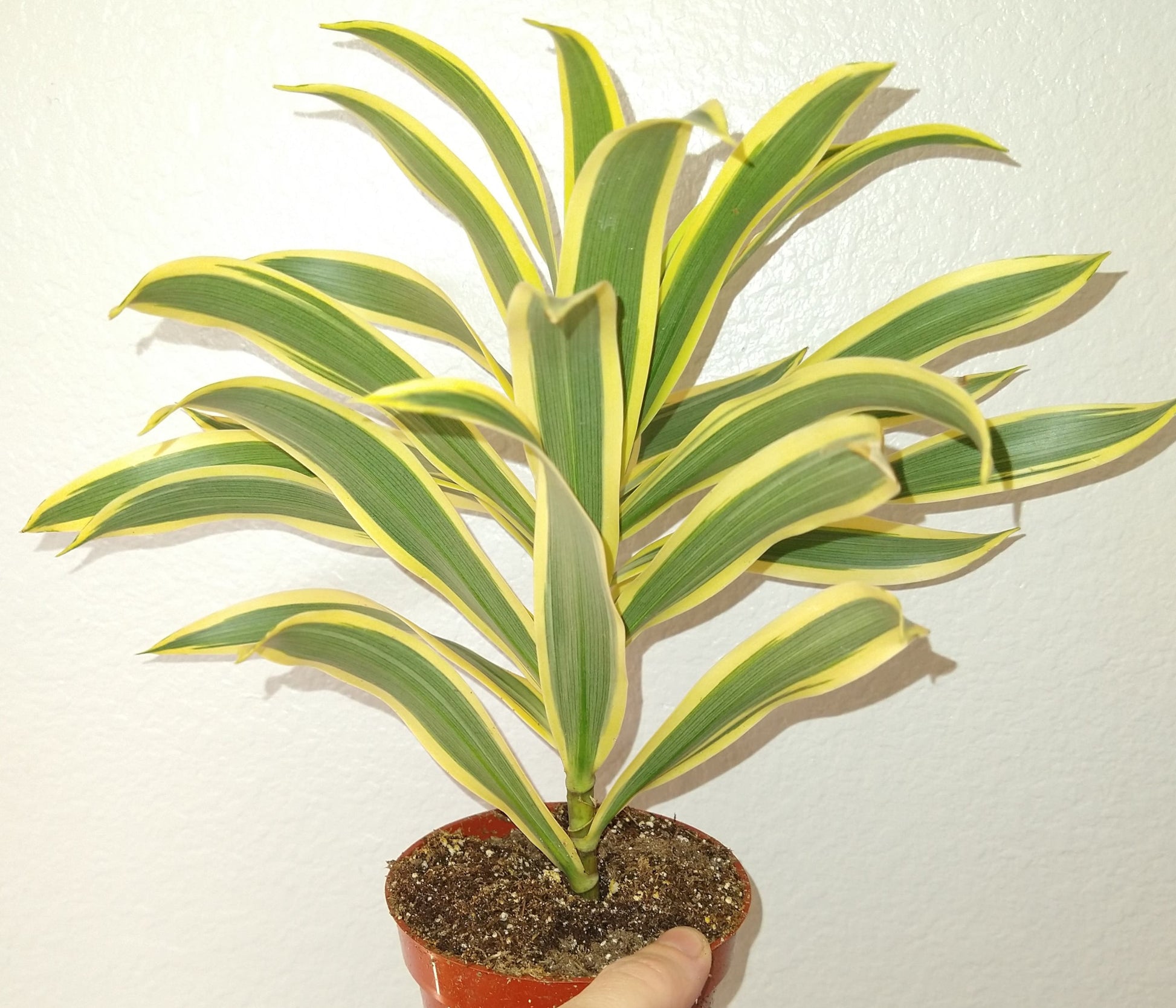 live dracaena Dracaena reflexa "Song of India" 4" Live Houseplant – Phoenix Rising Succulents