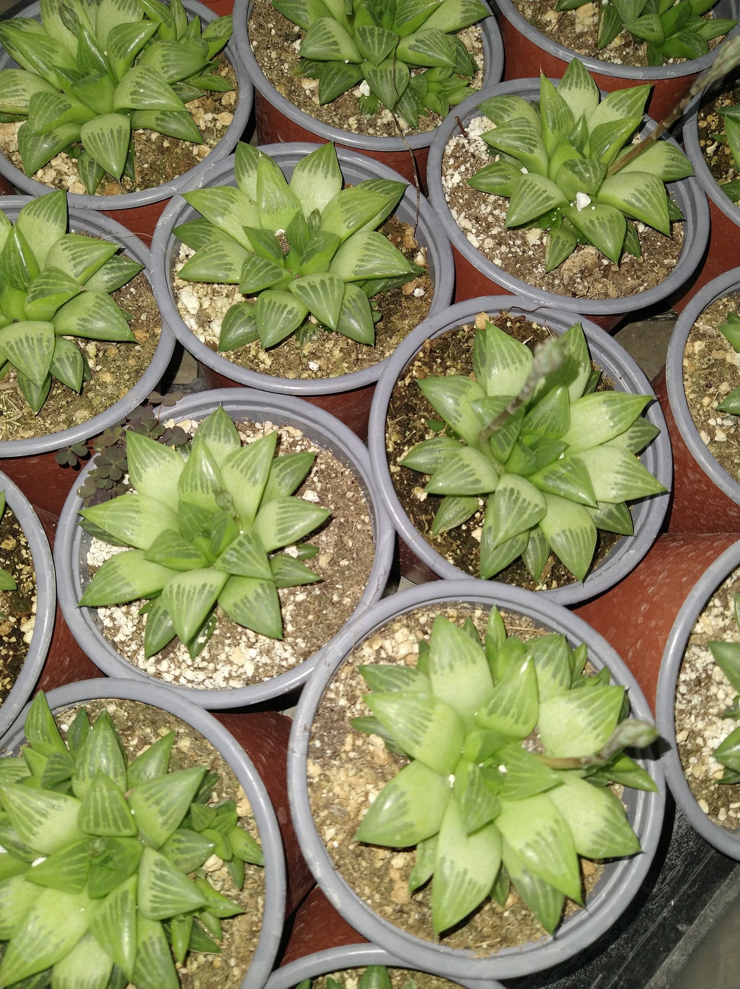 Haworthia retusa f. geraldii 4 Inch Live Succulent 