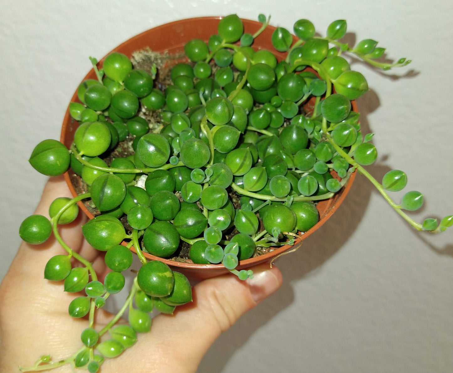 Senecio Rowleyanus String of Pearls Growing in 4 inch Pot Live Succulent