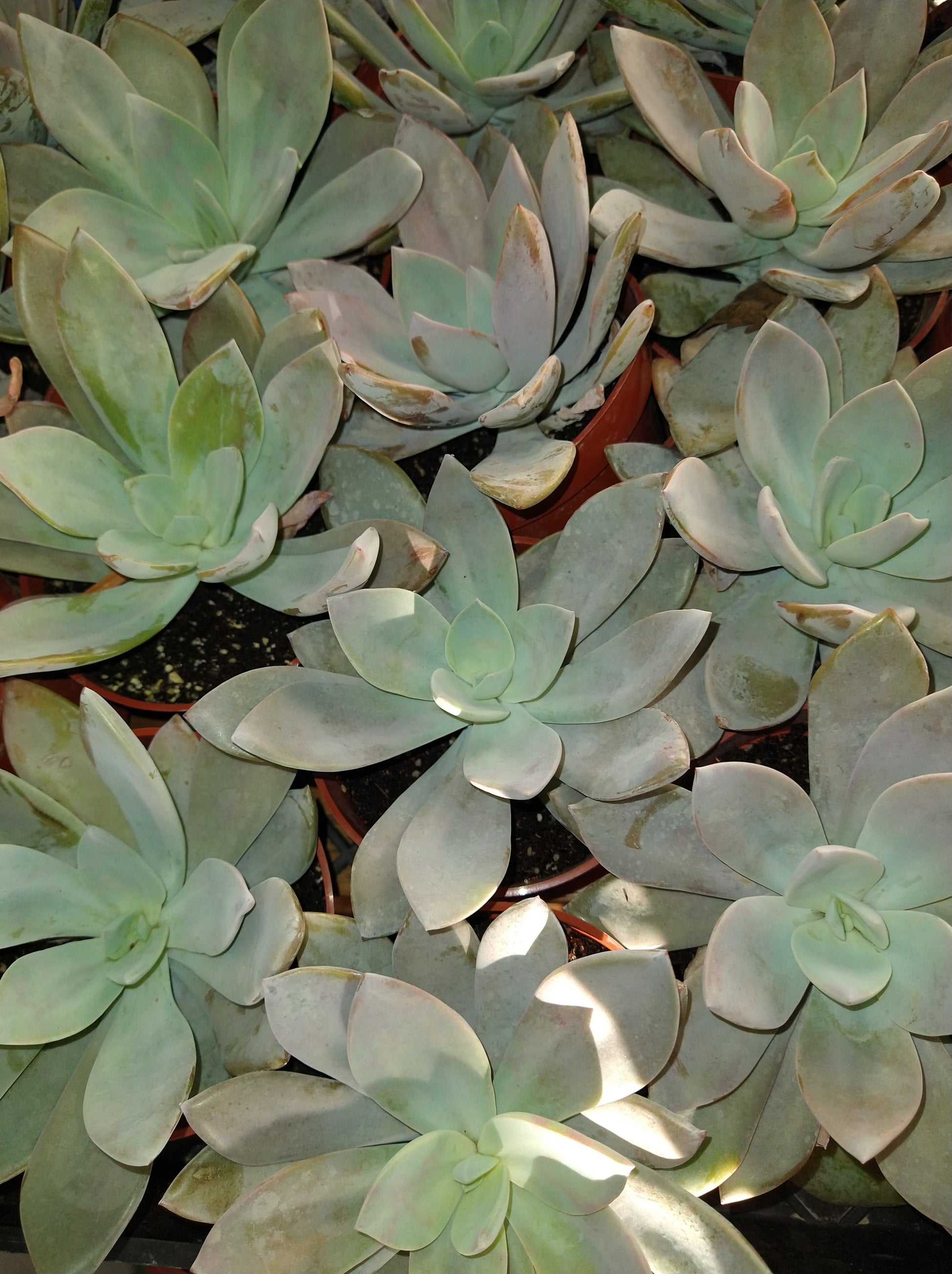 Echeveria 'Cante' hybrid 4" Live Succulent