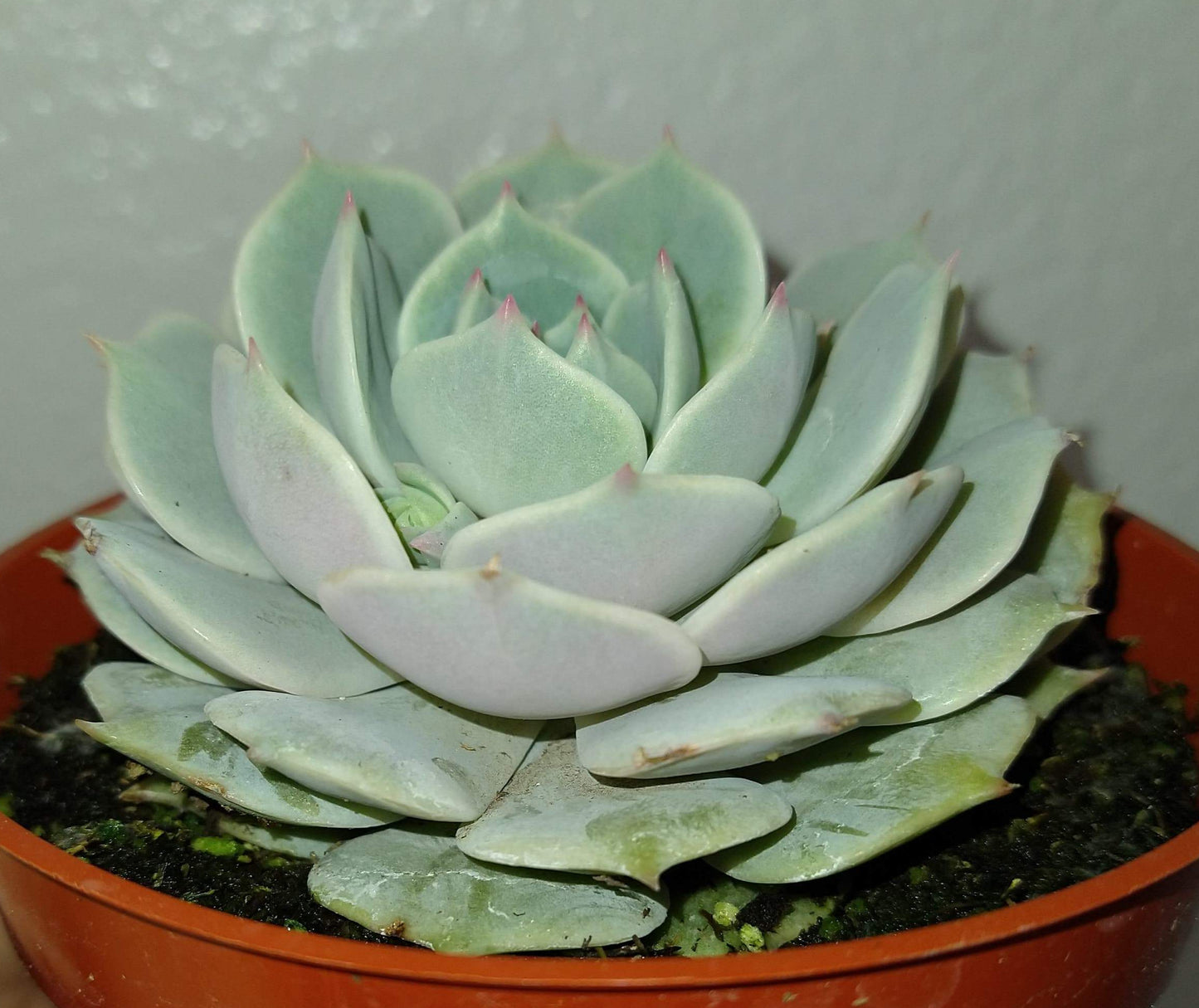 Echeveria 'Lola' 4" Live Succulent