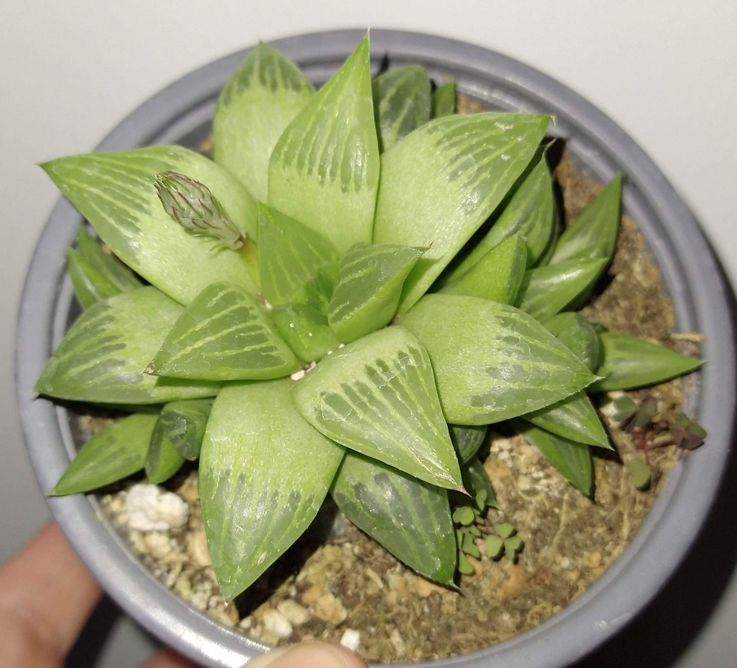 Haworthia retusa f. geraldii 4 Inch Live Succulent 
