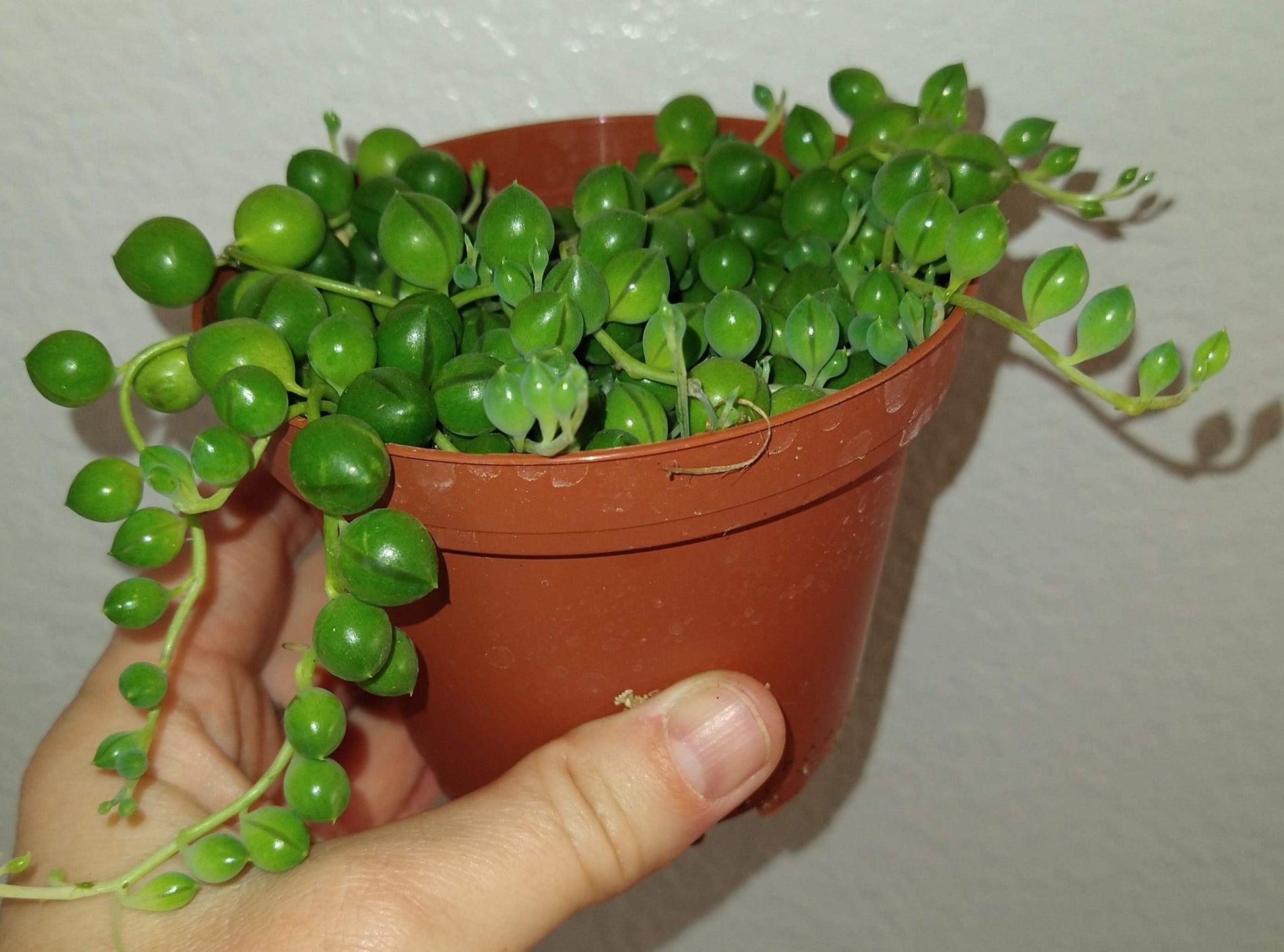 Senecio Rowleyanus String of Pearls Growing in 4 inch Pot Live Succulent