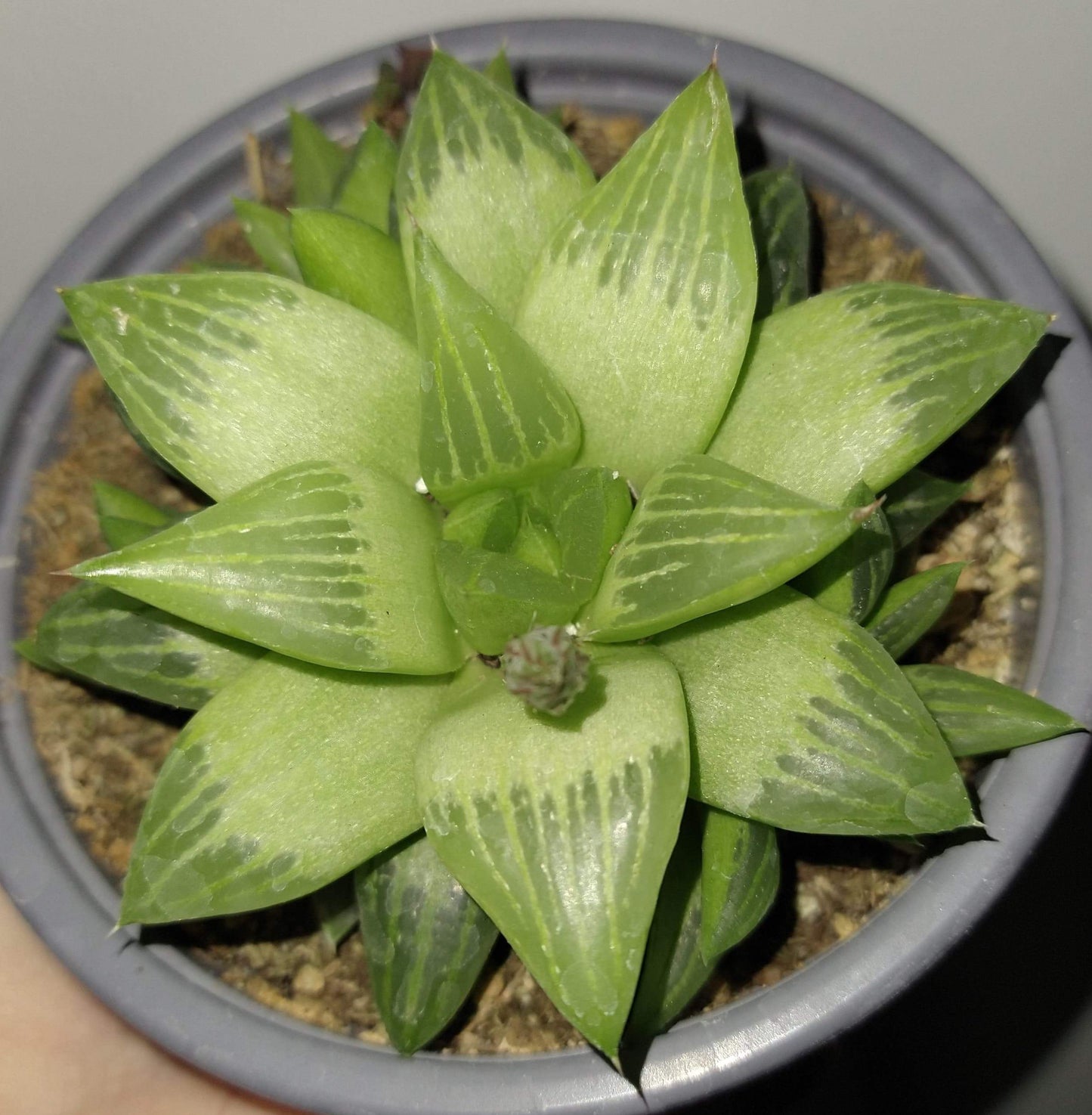 Haworthia retusa f. geraldii 4 Inch Live Succulent 