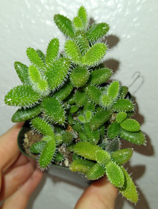 Delosperma echinatum aka Pickle Plant 2" Live Succulent