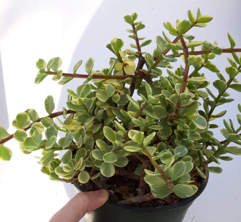 Portulacaria afra Variagata ~ Variagated Elephant Bush Live Succulent in 6 inch Pot