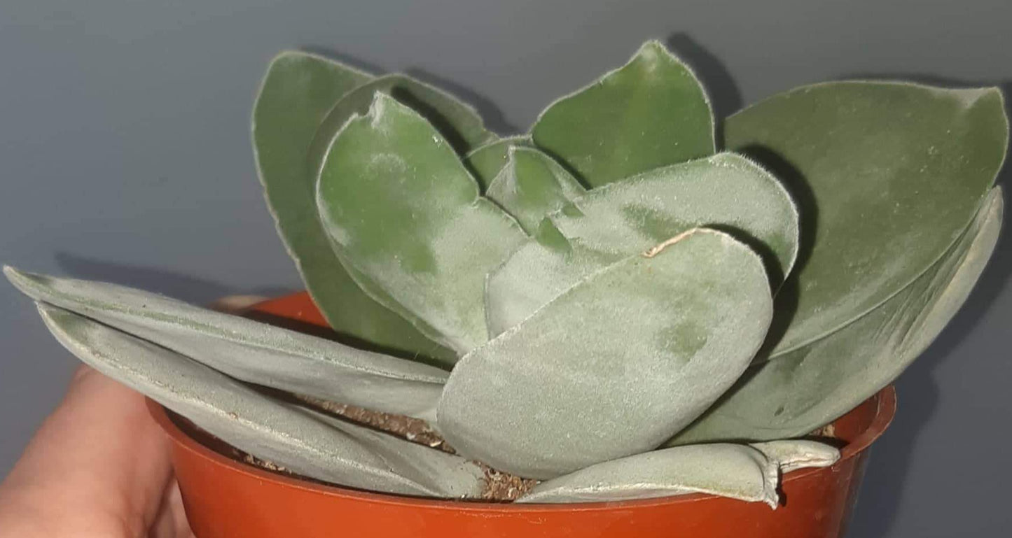 Crassula dubia 4" Live Succulent