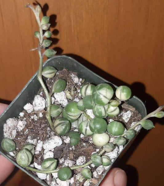 Variegated Senecio Rowleyanus String of Pearls 2 inch Live Succulent