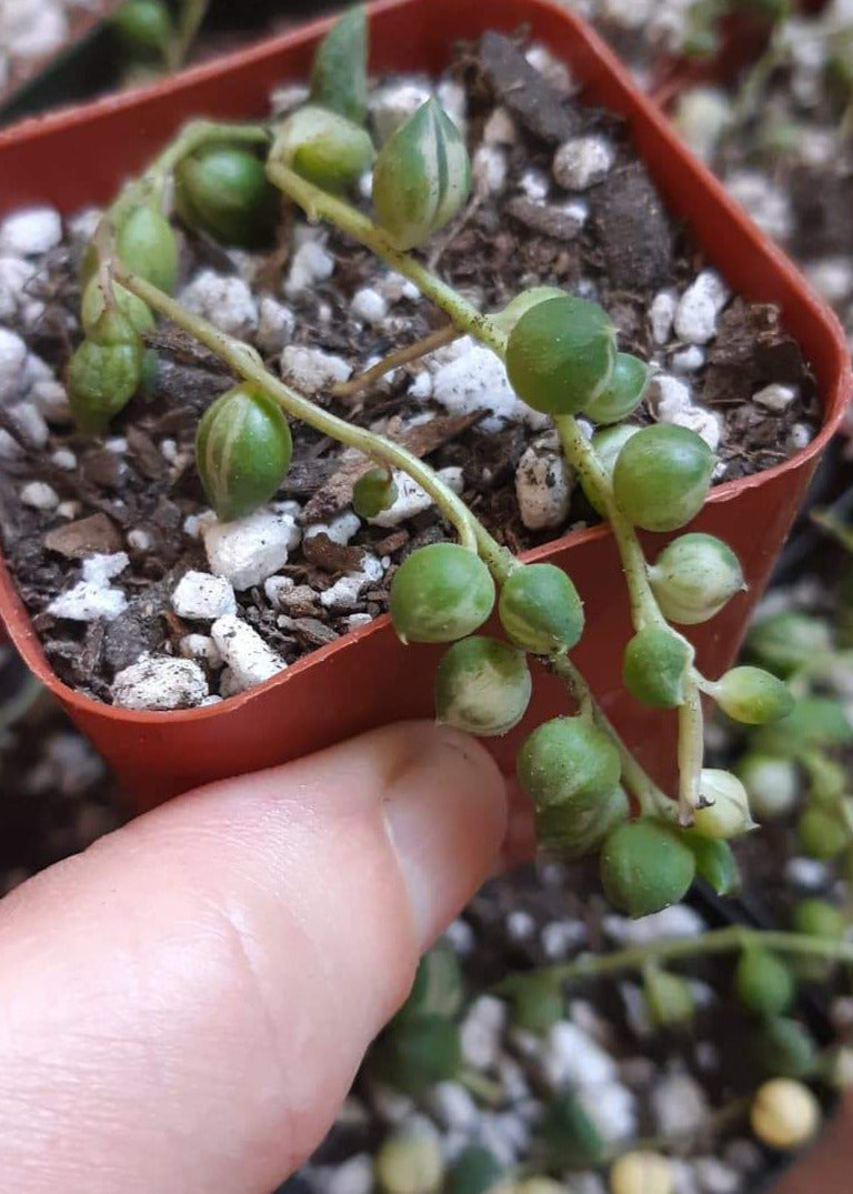 Variegated Senecio Rowleyanus String of Pearls 2 inch Live Succulent