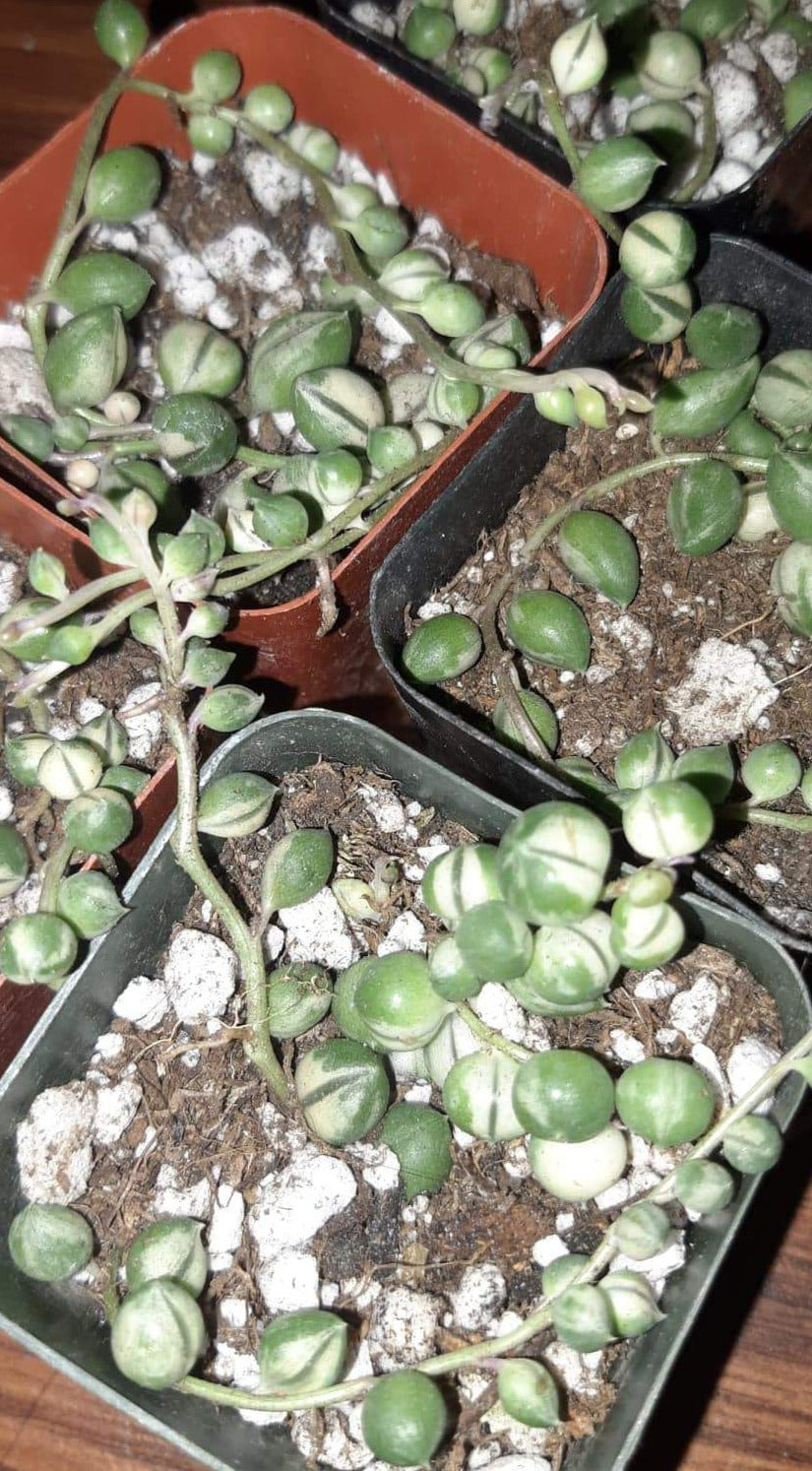 Variegated Senecio Rowleyanus String of Pearls 2 inch Live Succulent