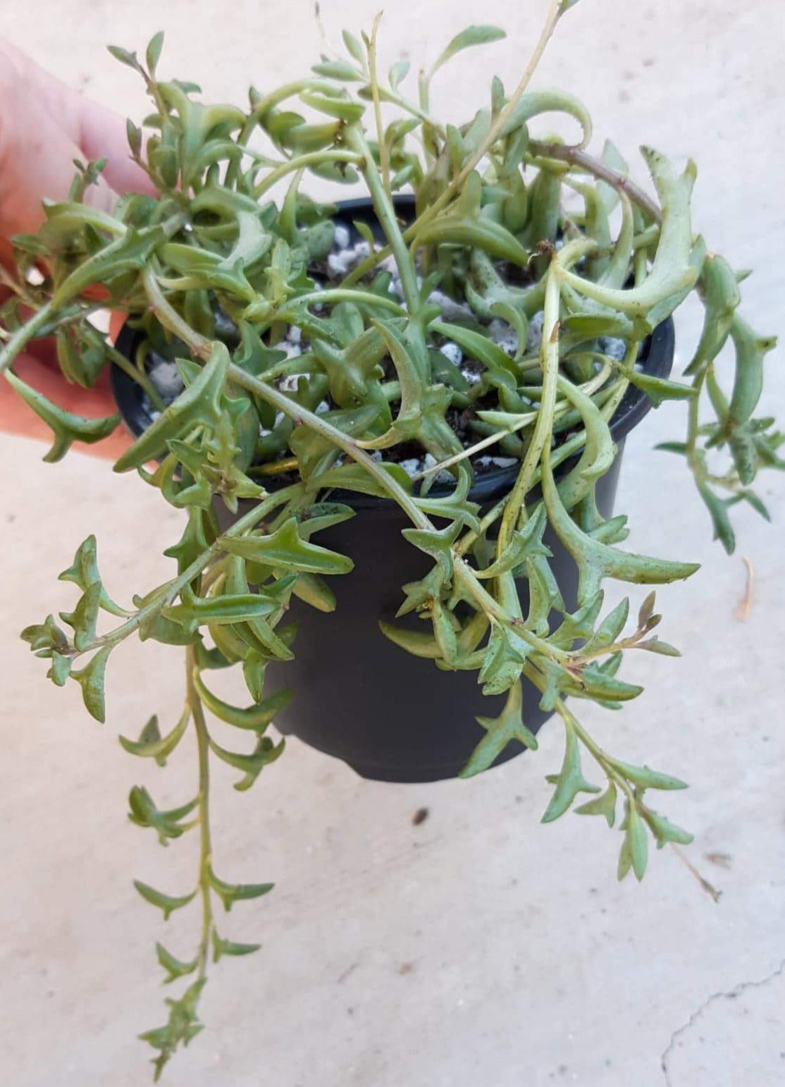 Senecio peregrinus "String of Dolphins" 4" Live Succulent