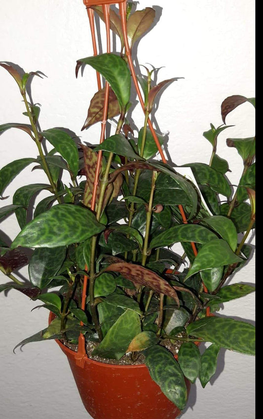Aeschynanthus longicaulis 'Black Pagoda' aka Lipstick Plant 6 Inch Live Houseplant