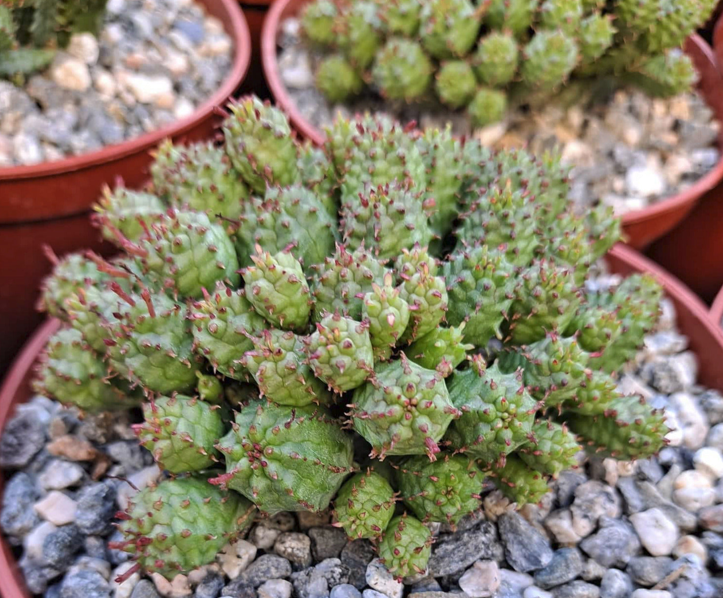 Euphorbia submammillaris monstrose in 5 Inch Live Succulent