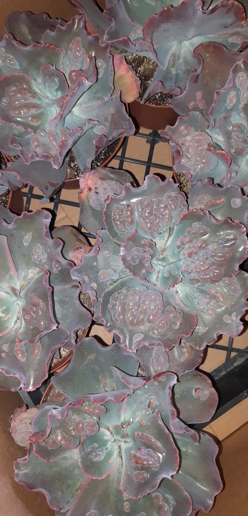 Echeveria 'Etna' 6 Inch Live Succulent