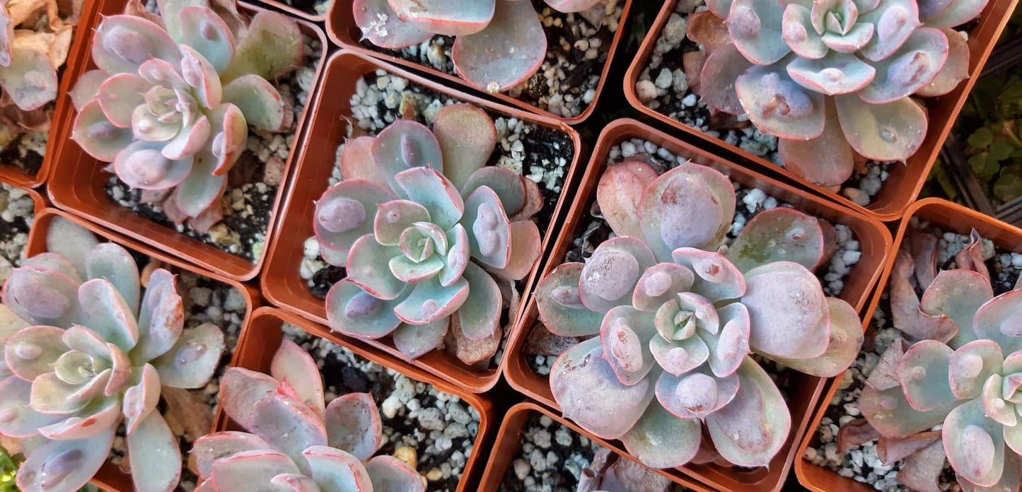 Echeveria Raindrops Live Succulent in 3 inch Pots