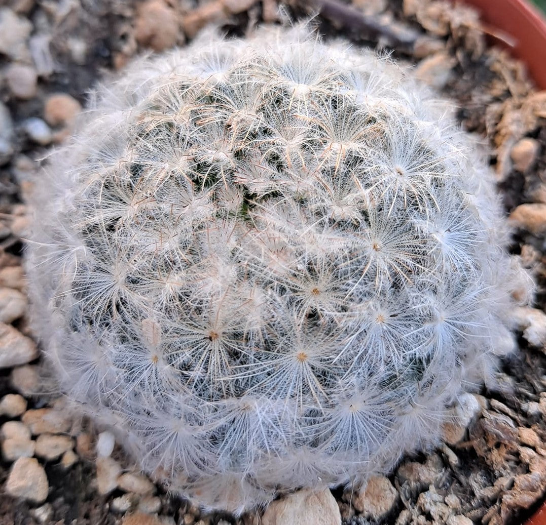 Mamillaria plumosa 4 Inch Live Succulent