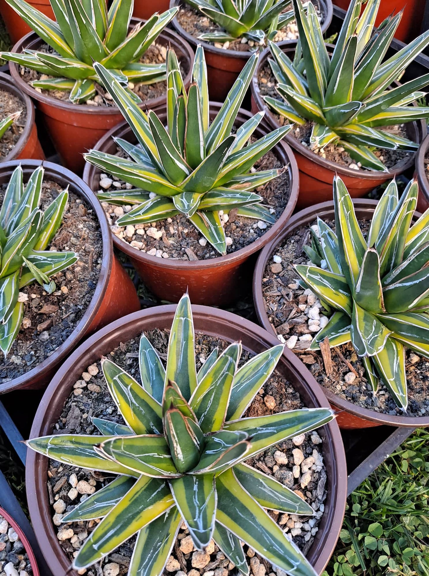 Agave victoria reginae variegata in 6 Inch Live Succulent