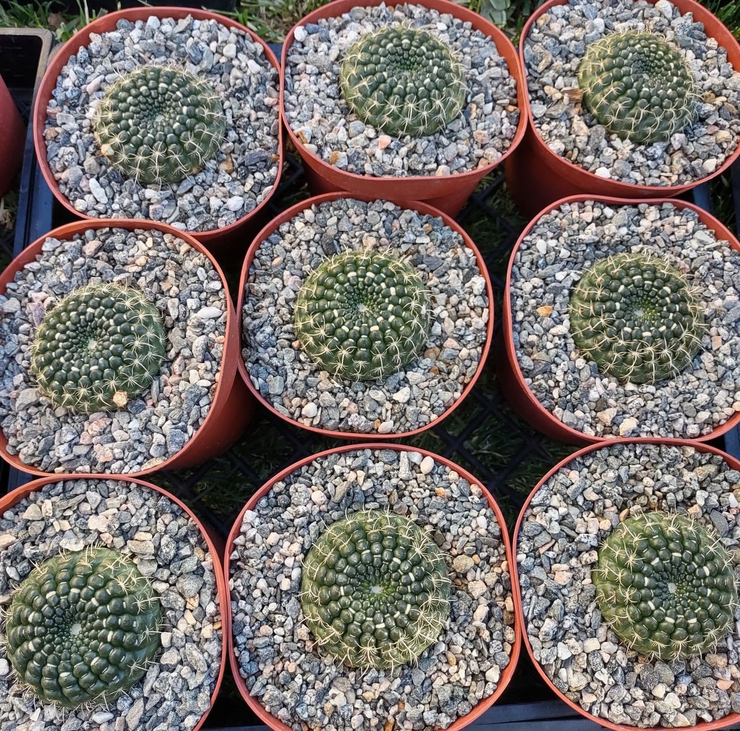 Notocactus Concinnus v. gerbalitoensis in 6 Inch Live Succulent