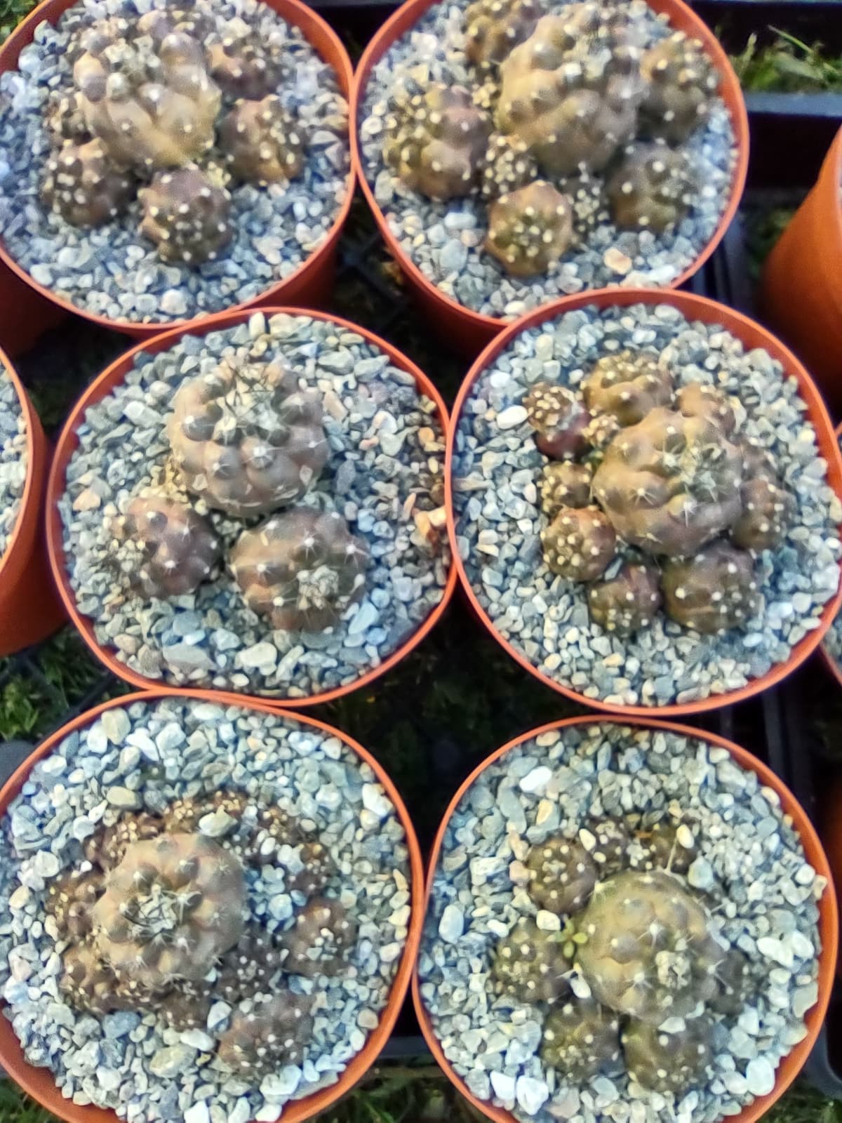 Copiapoa humilis in 6 Inch Pot Live Cactus