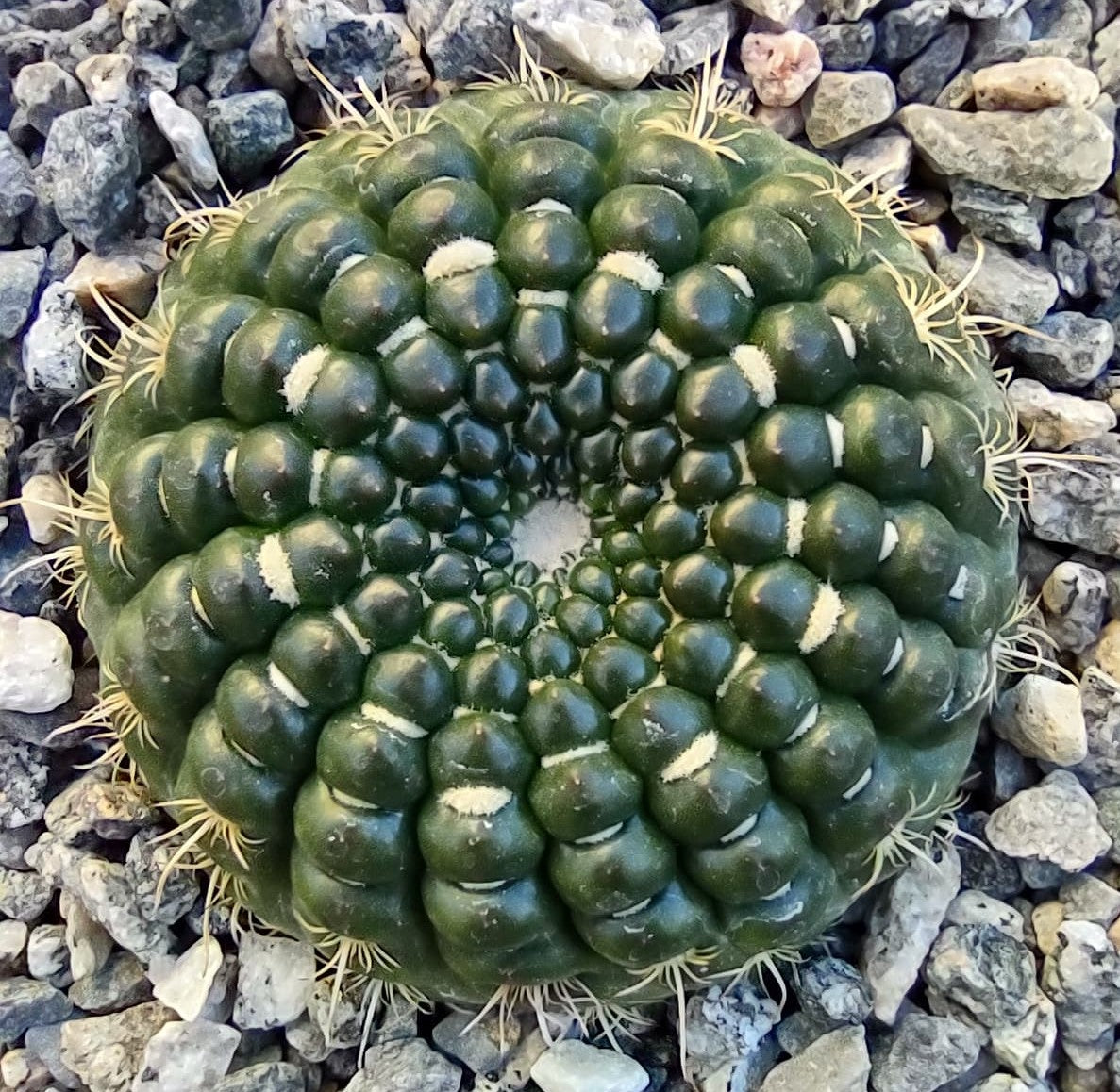 Notocactus Concinnus v. gerbalitoensis in 6 Inch Live Succulent