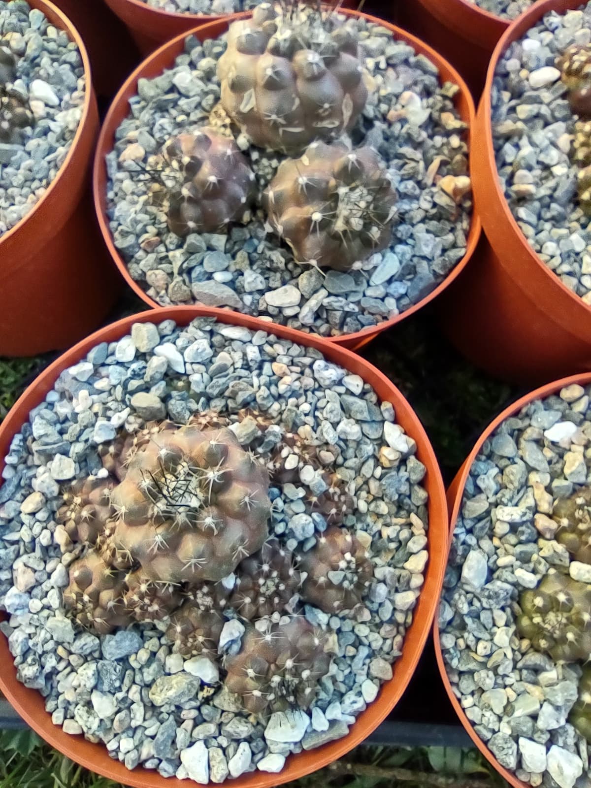 Copiapoa humilis in 6 Inch Pot Live Cactus