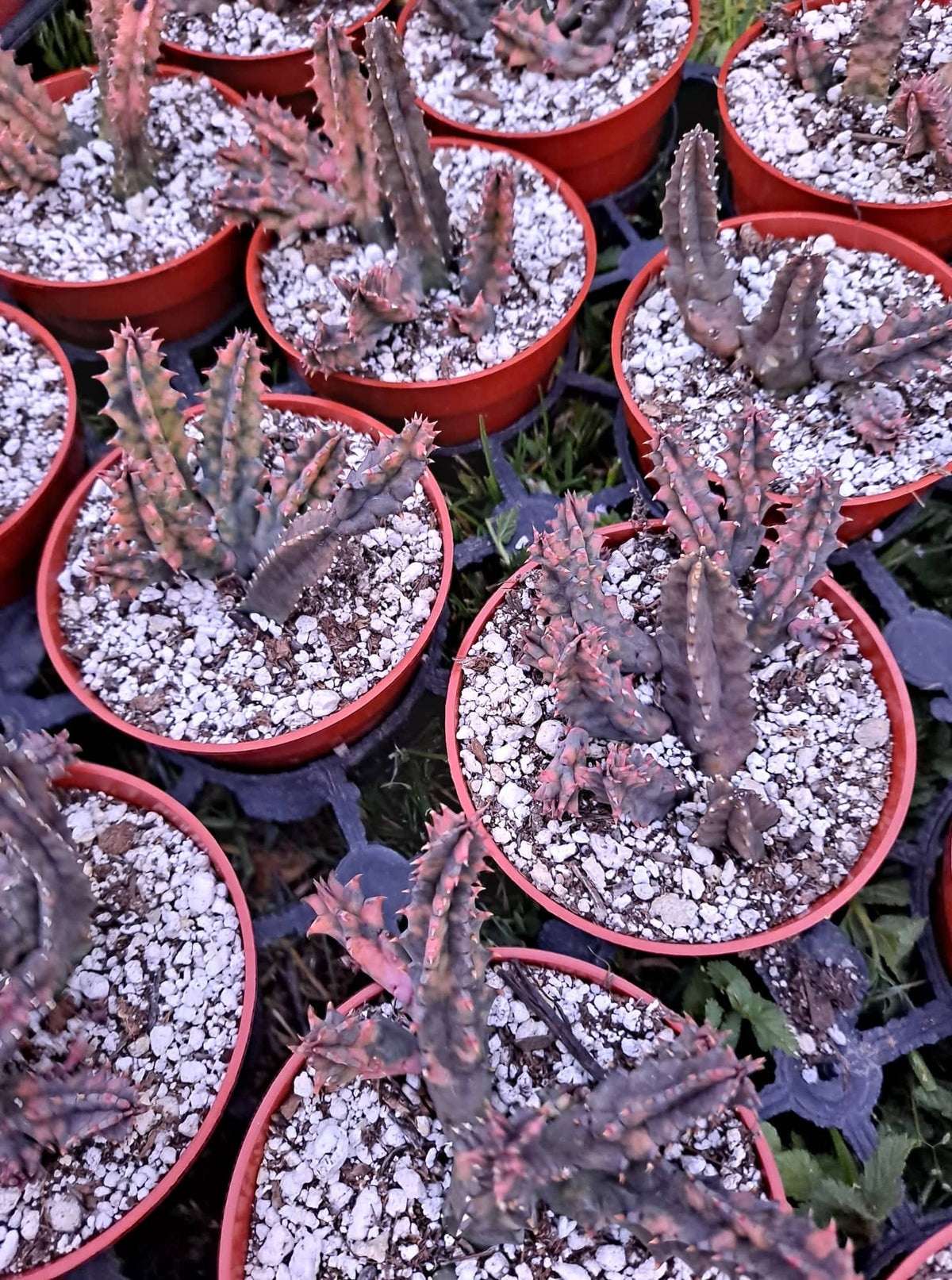 4 Inches Live Huernia zebrina variegata aka Lifesaver Plant in 4 Inch Live Succulent ...