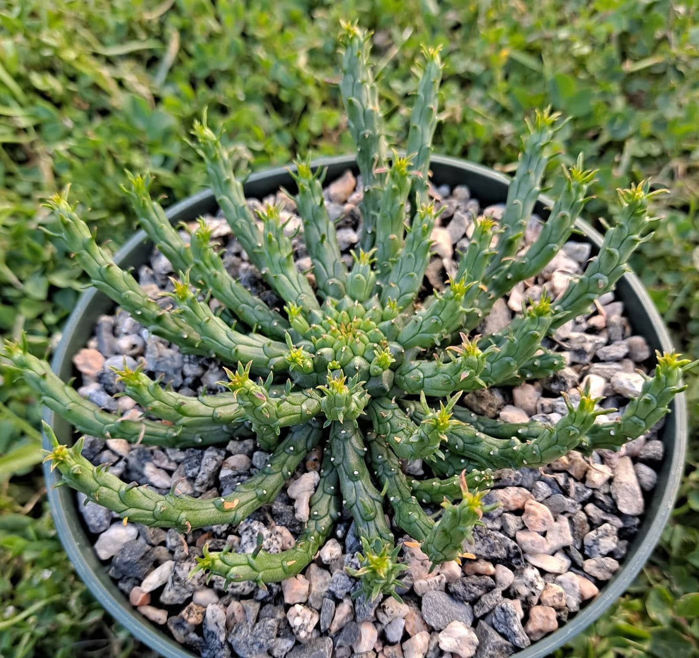 Euphorbia flanaganii 'Medusa's Head' in 5 Inch Live Succulent