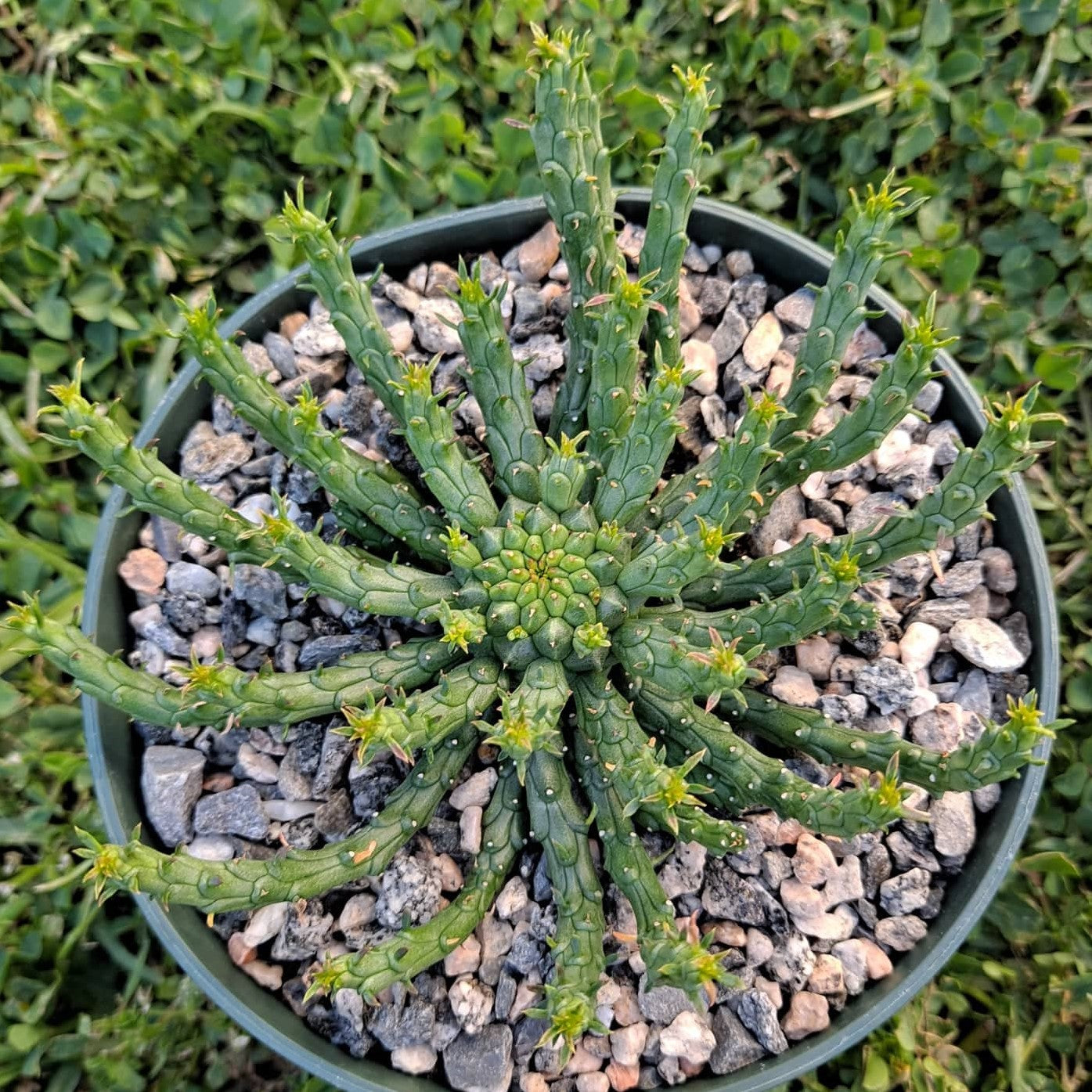 Euphorbia flanaganii 'Medusa's Head' in 5 Inch Live Succulent