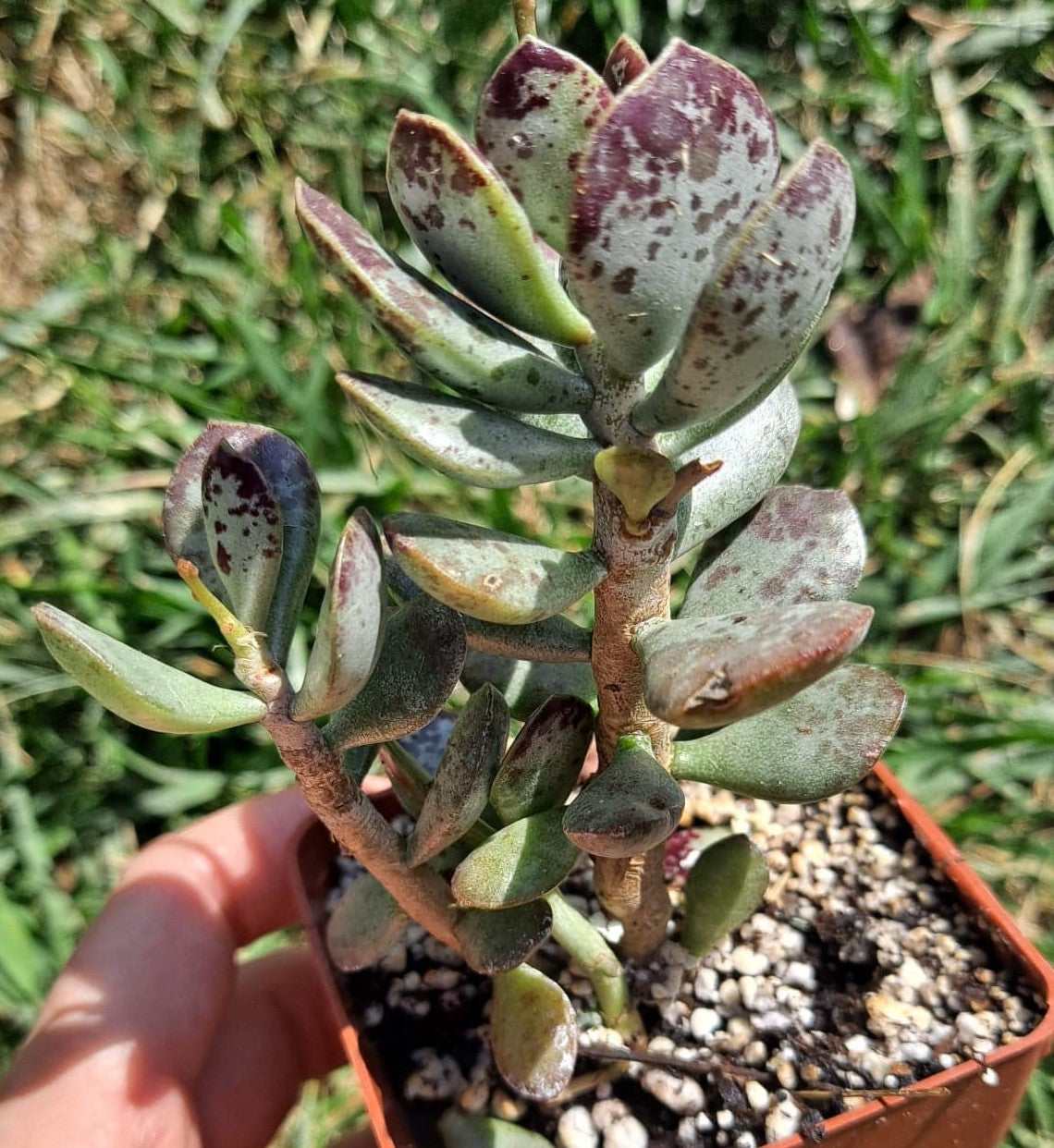 Adromischus trigynus aka Calico Hearts