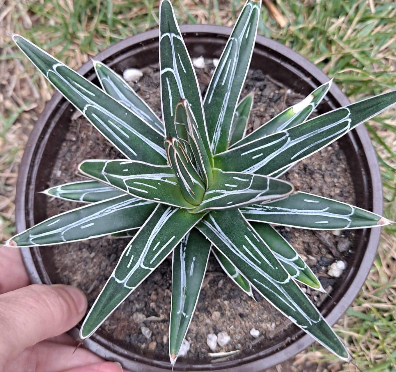 Agave victoria-reginae in 6 Inch Live Succulent