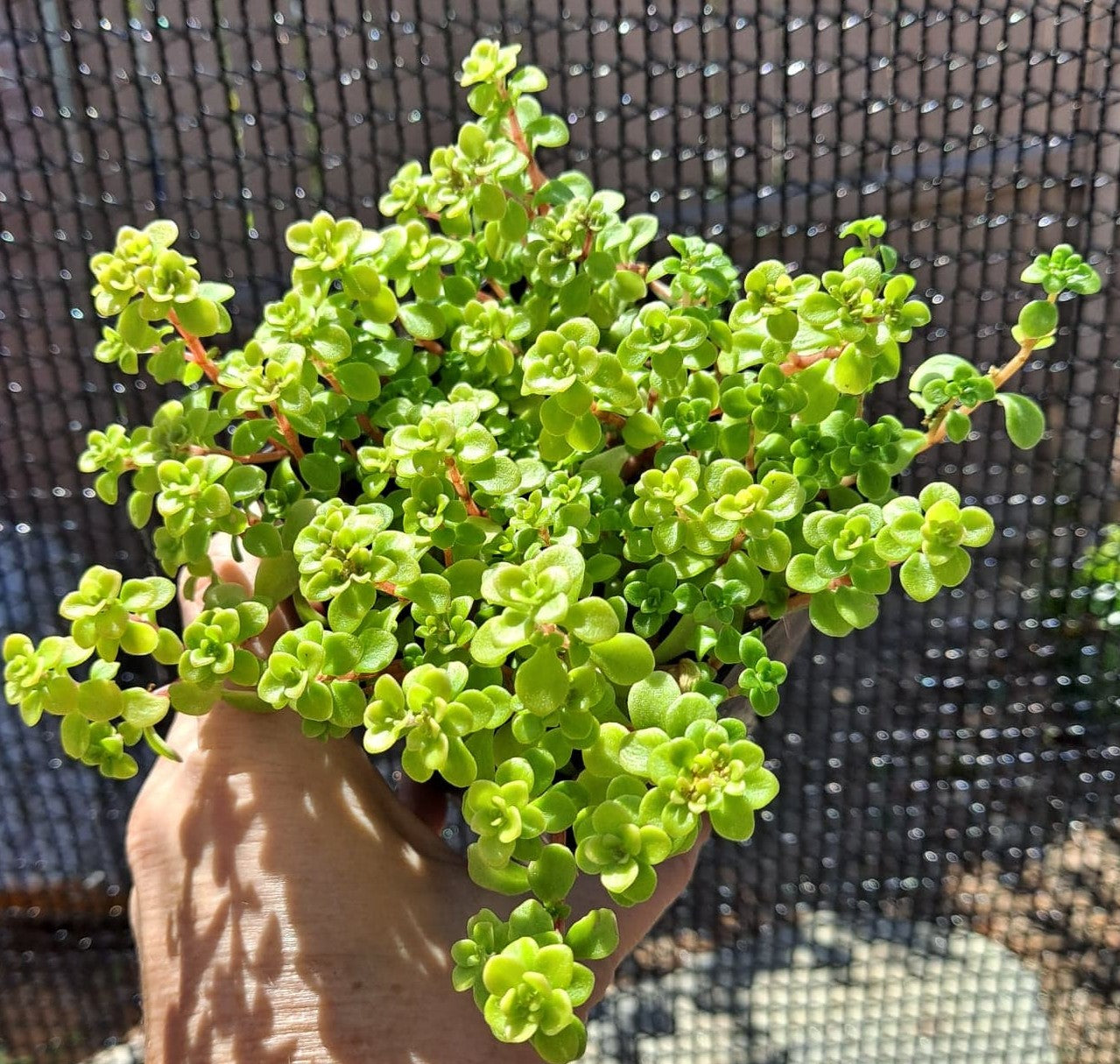 Sedum makanoi 'Ogon'