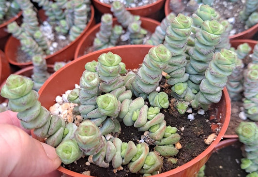 Crassula ‘Baby’s Necklace’ in 4 Inch Live Succulent