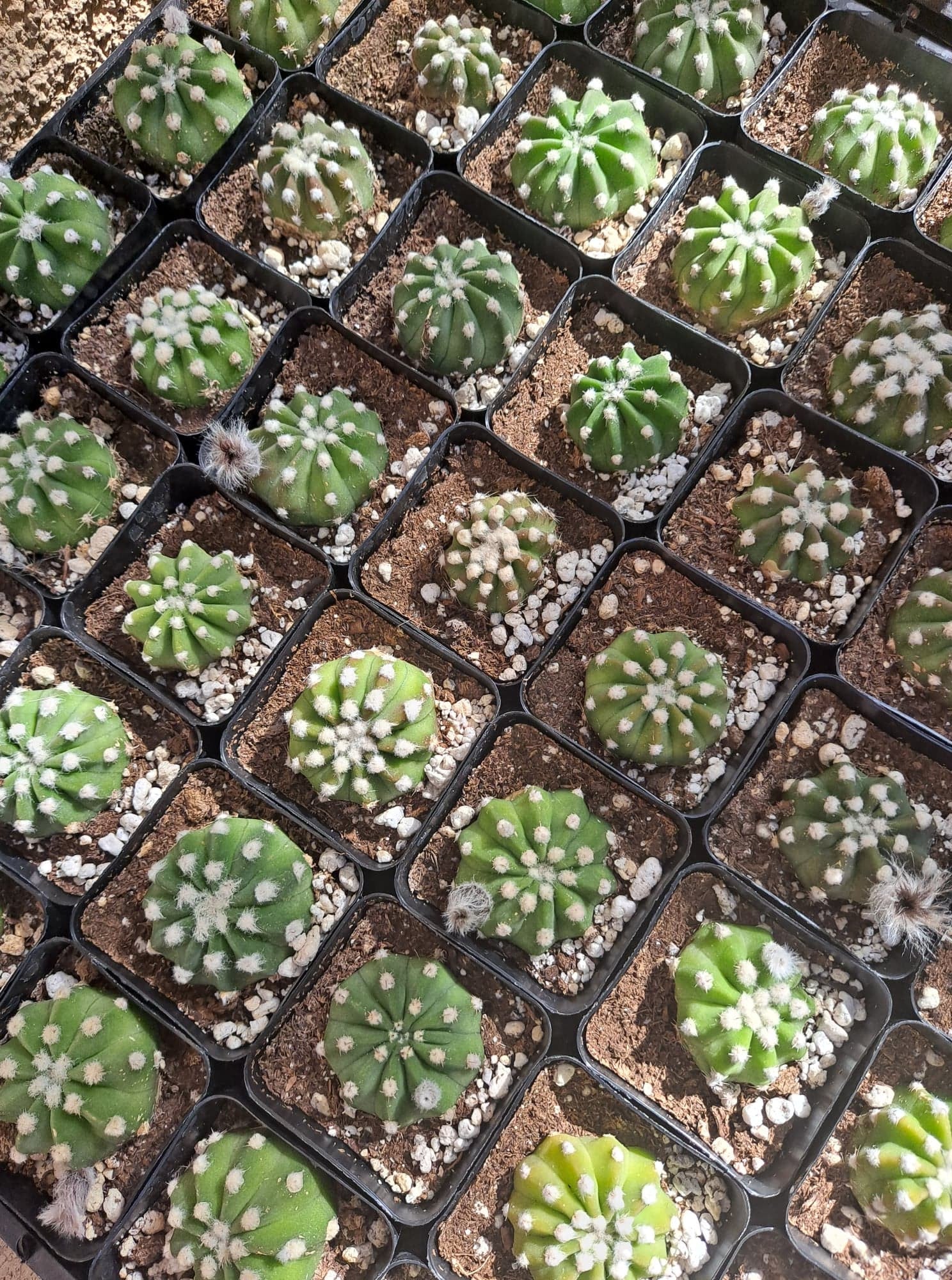 Echinopsis subdenudatum 'Dominos' aka Domino Cactus in 2.5 Inch Live Cactus