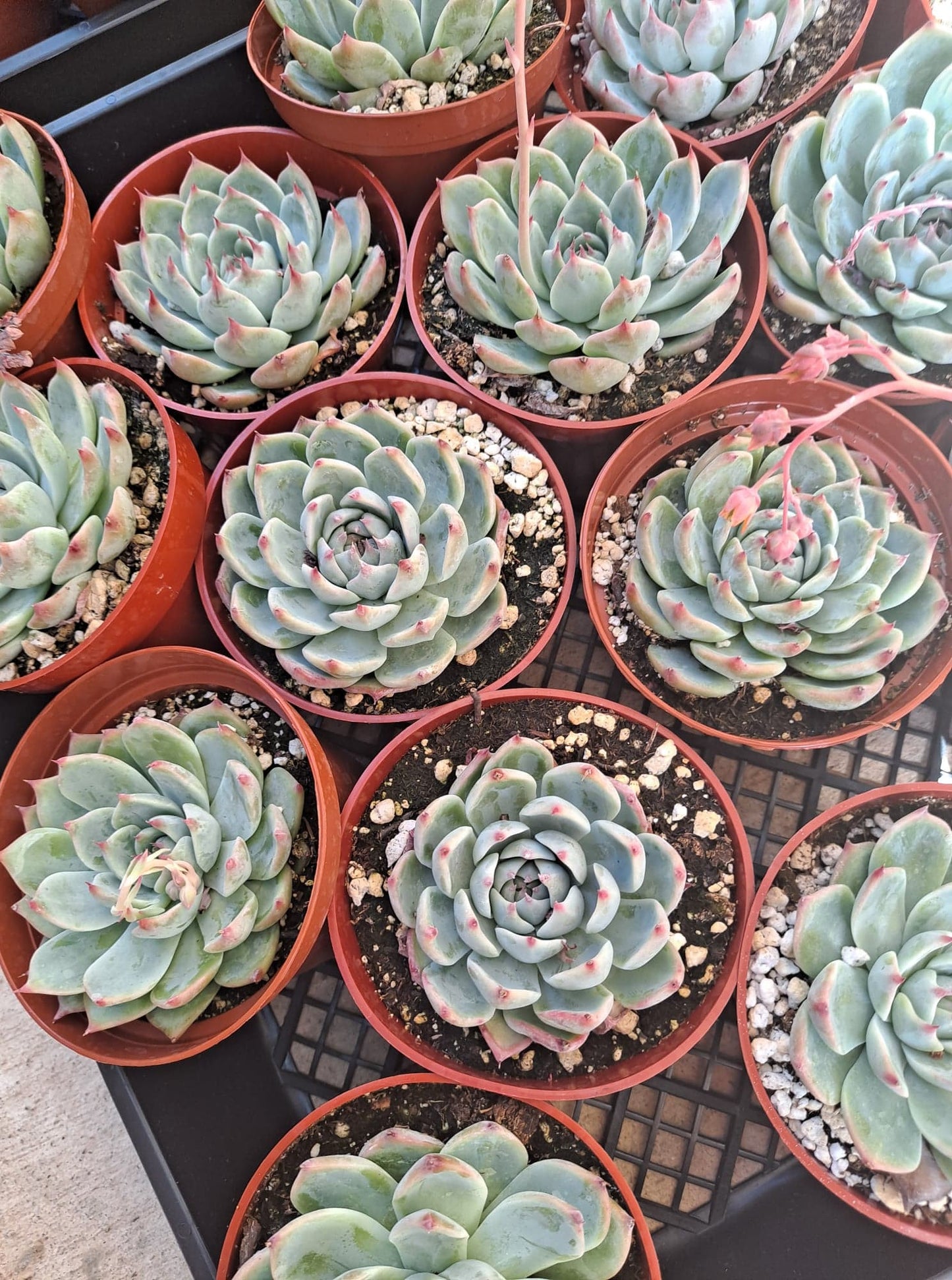 Echeveria colorata in 4 Inch Live Succulent