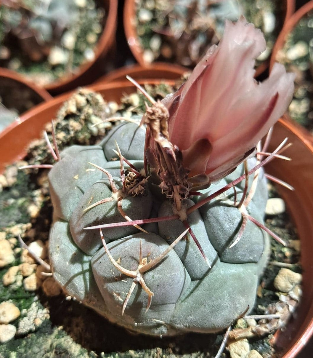 Thelocactus hexaedrophorus in 4 Inch Live Cactus