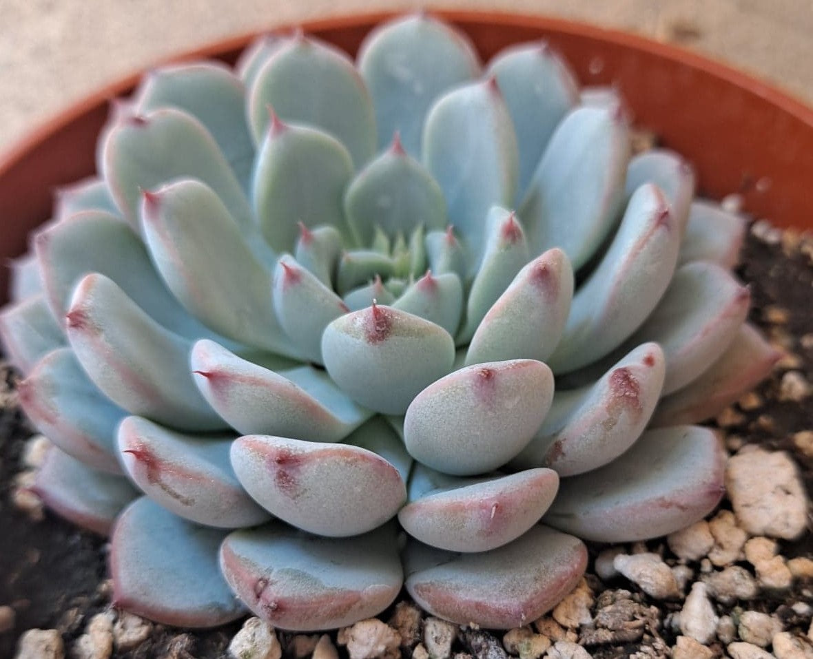 Echeveria Minima 4 Inch Live Succulent