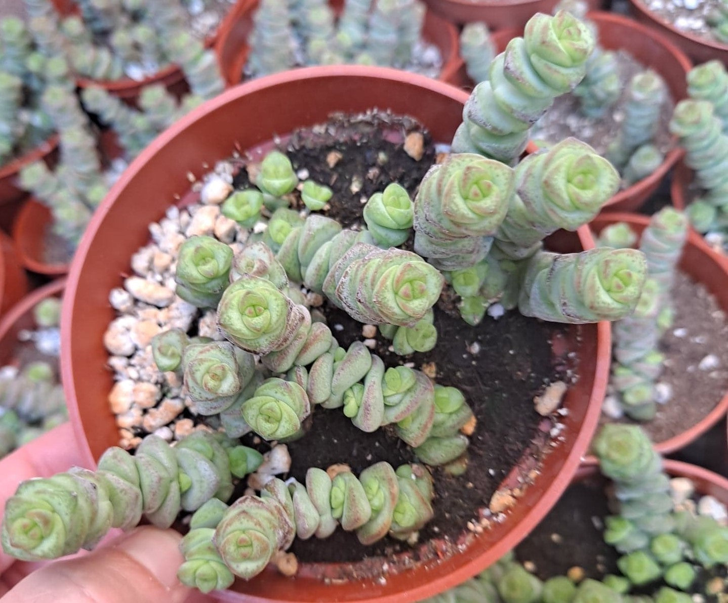 Crassula ‘Baby’s Necklace’ in 4 Inch Live Succulent