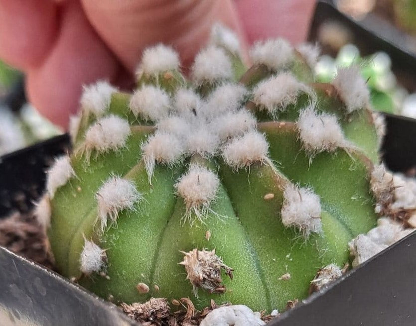 Echinopsis subdenudatum 'Dominos' aka Domino Cactus in 2.5 Inch Live Cactus