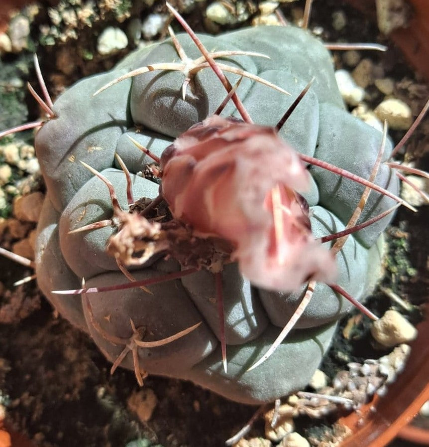 Thelocactus hexaedrophorus in 4 Inch Live Cactus