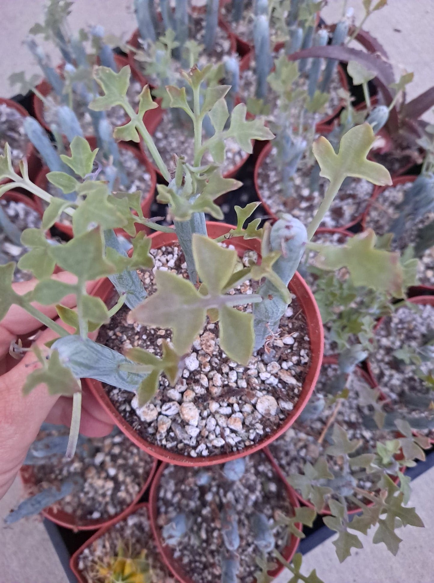 Senecio articulatis aka Candle Plant