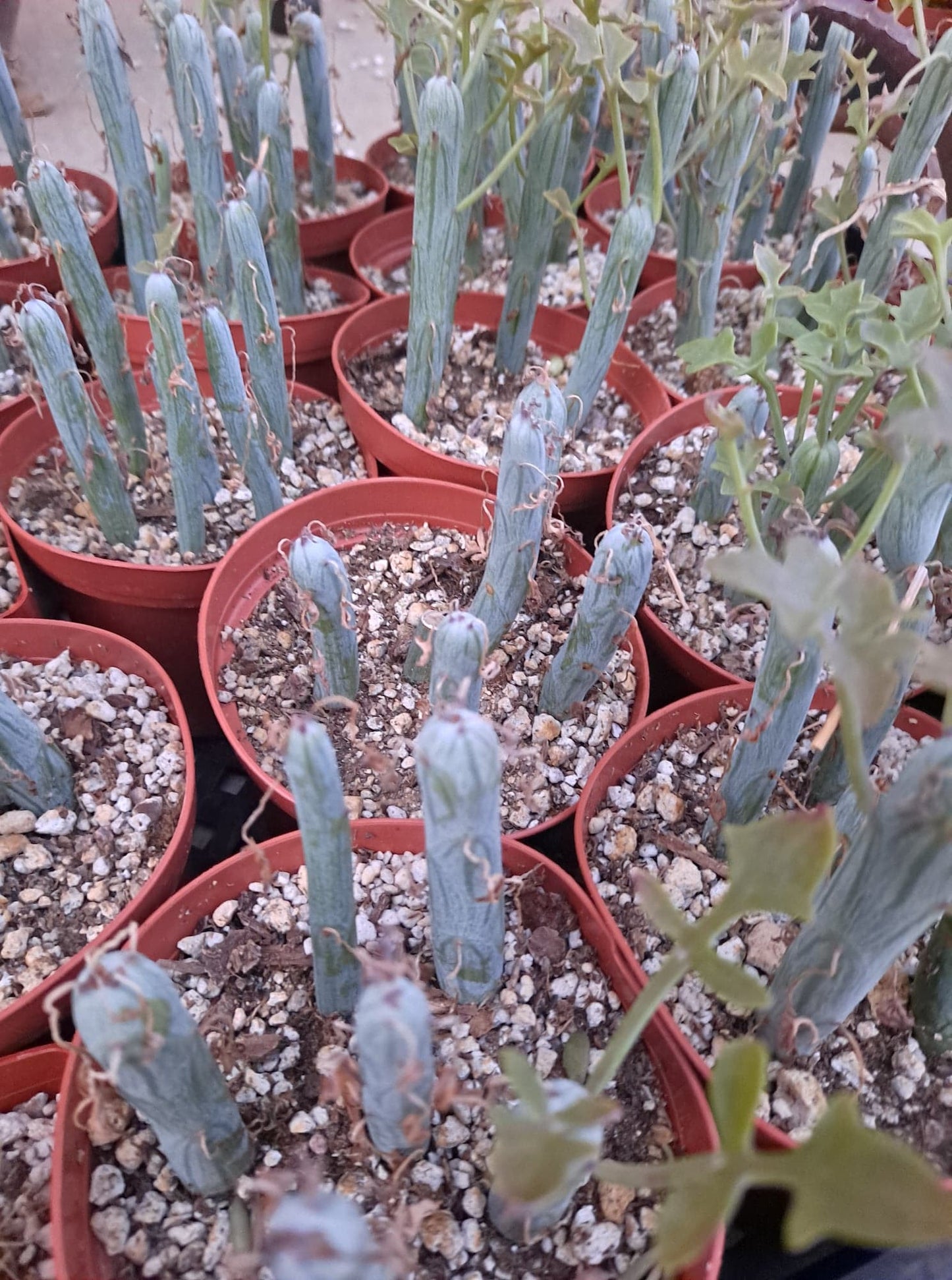 Senecio articulatis aka Candle Plant