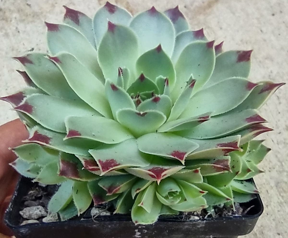 Sempervivum calcareum ‘Maroon Queen’