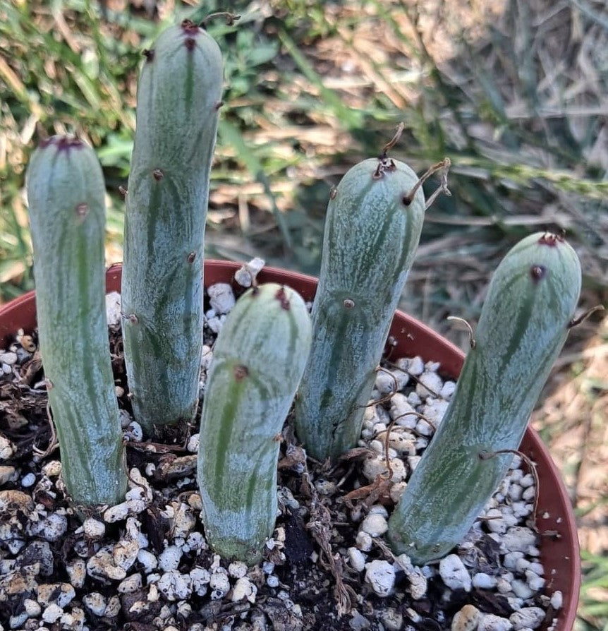 Senecio articulatis aka Candle Plant