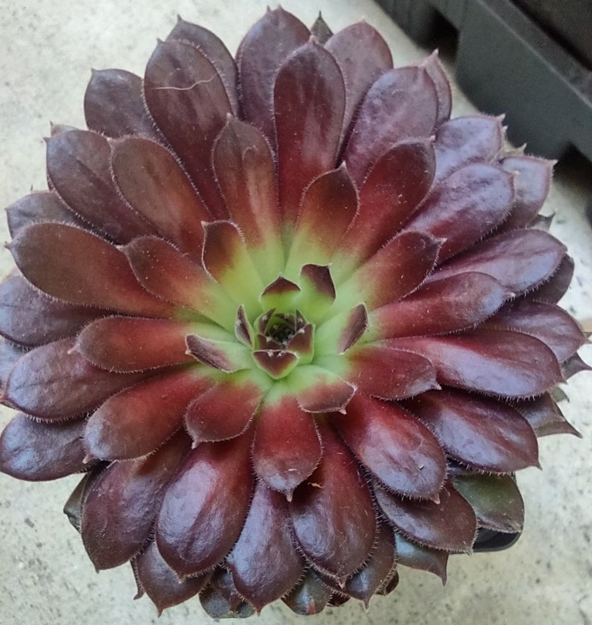 Sempervivum 'Pacific Red Tide'