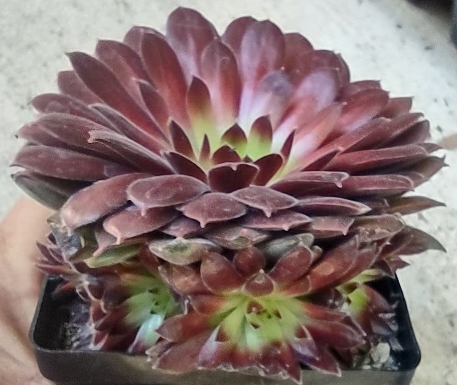 Sempervivum 'Pacific Red Tide'