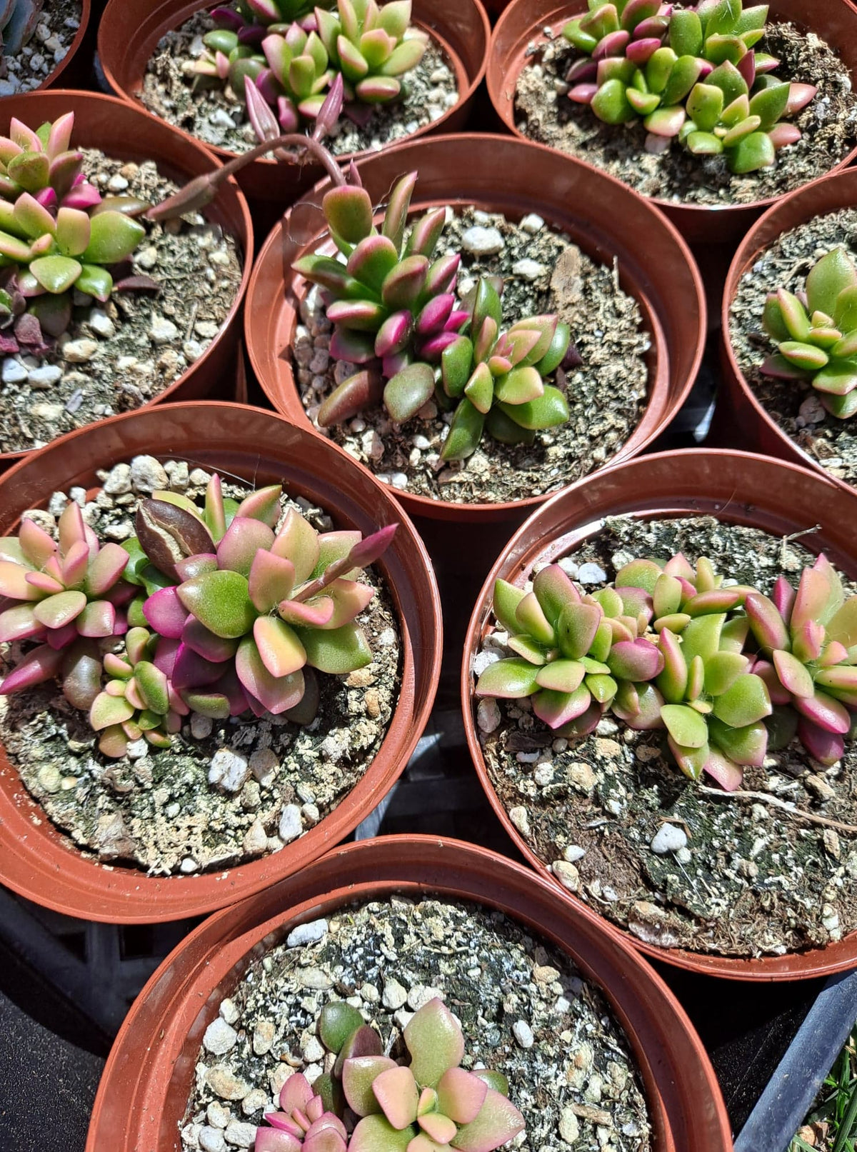 4 Inches Live Anacampseros telephiastrum f. variegata 'Sunrise' in 4 Inch Live Succu ...