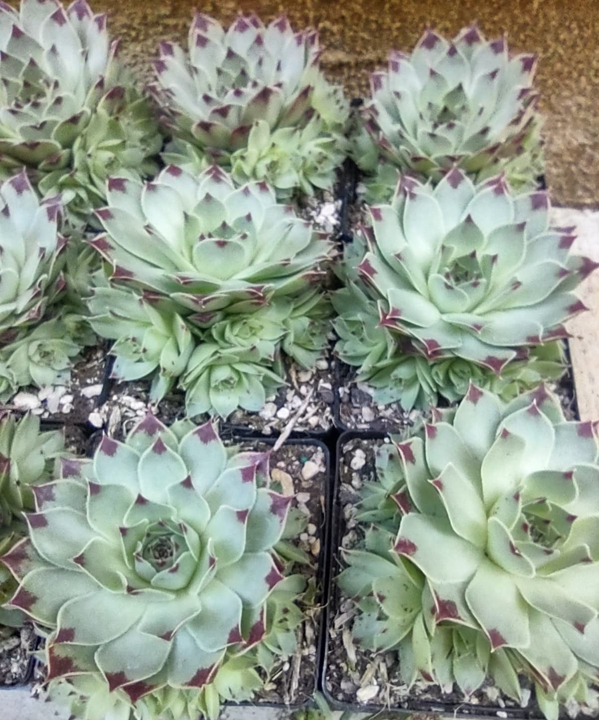 Sempervivum calcareum ‘Maroon Queen’