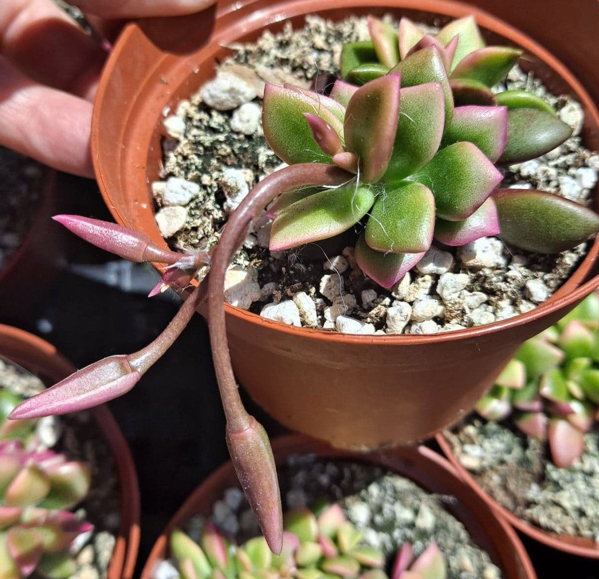 Anacampseros telephiastrum f. variegata 'Sunrise' in 4 Inch Live Succulent