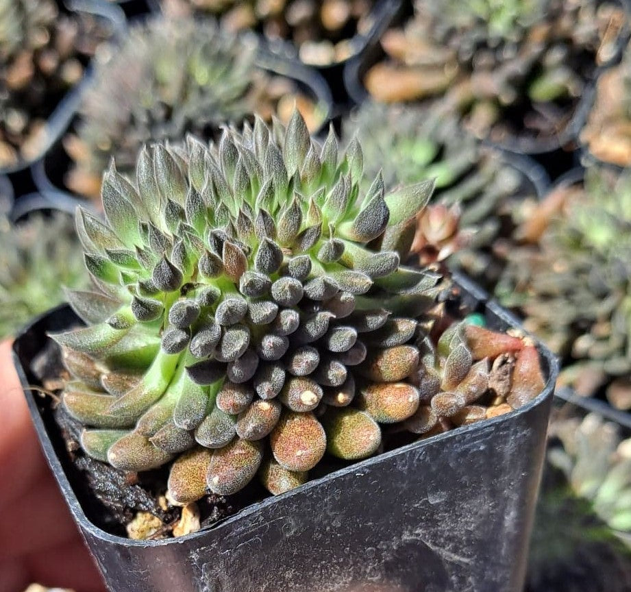 Sinocrassula yunnanensis f. cristata aka Chinese jade